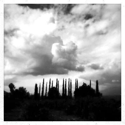 Cypress Dream