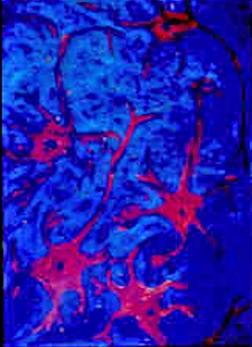 Neurons:A Fiction