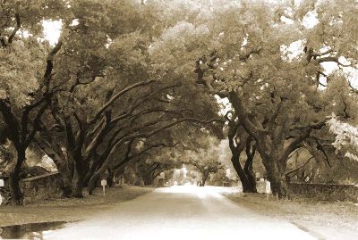Through the Oaks